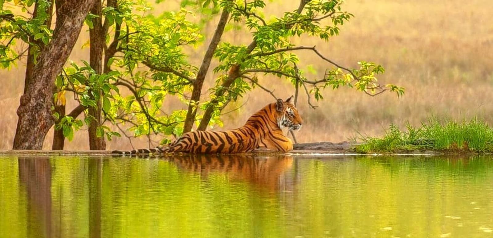valmiki-tiger-reserve-vtr-3