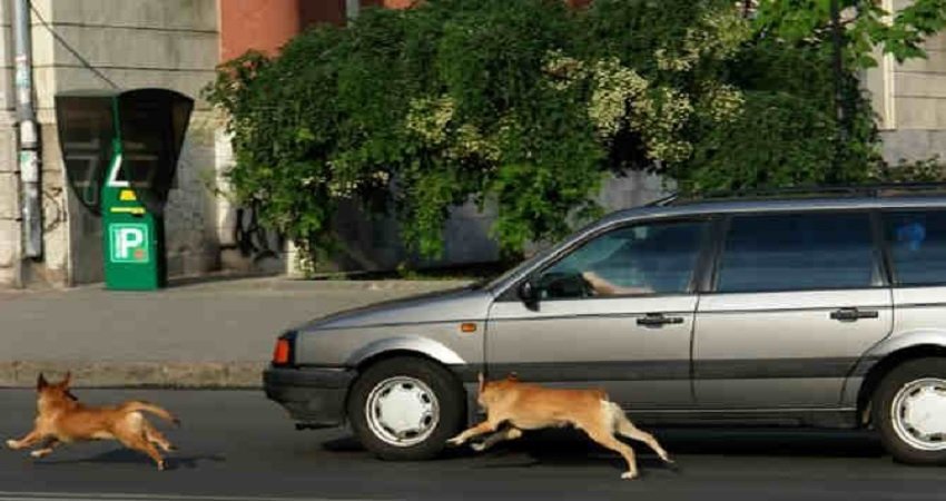dog chase car