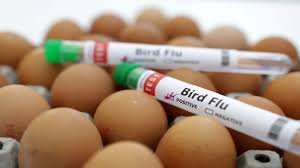 bird flu in bihar: बिहार में बर्ड फ्लू का बढ़ रहे मामले, जानिये क्या है ये संक्रमण, लक्षण और बचाव के उपाय? 3 bird flu