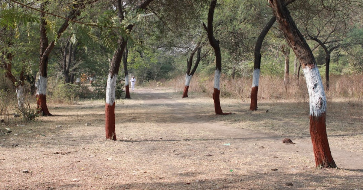 trees painted red and white